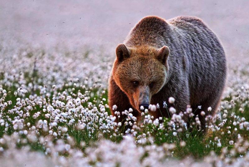 Vahşi yaşamdan muhteşem kareler 