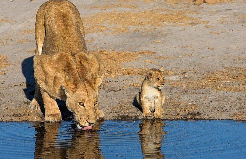 Vahşi yaşamdan muhteşem kareler 