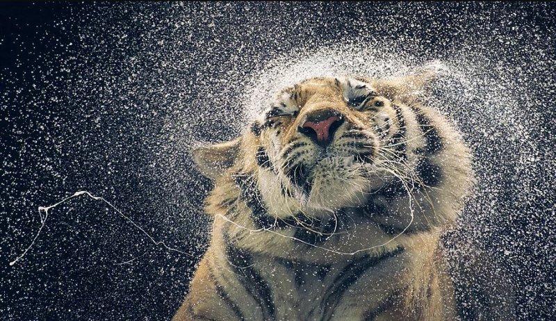 Vahşi yaşamdan muhteşem kareler 