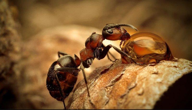 Vahşi yaşamdan muhteşem kareler 