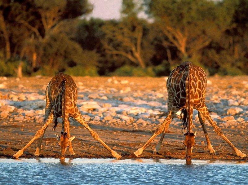 Vahşi yaşamdan muhteşem kareler 