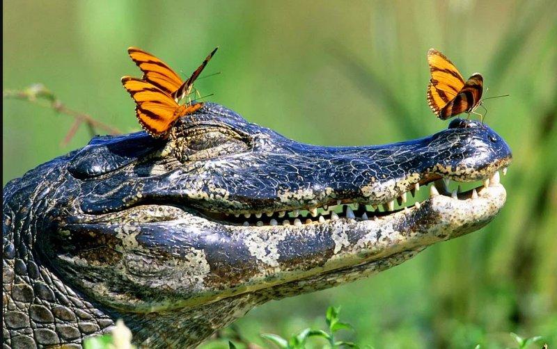 Vahşi yaşamdan muhteşem kareler 