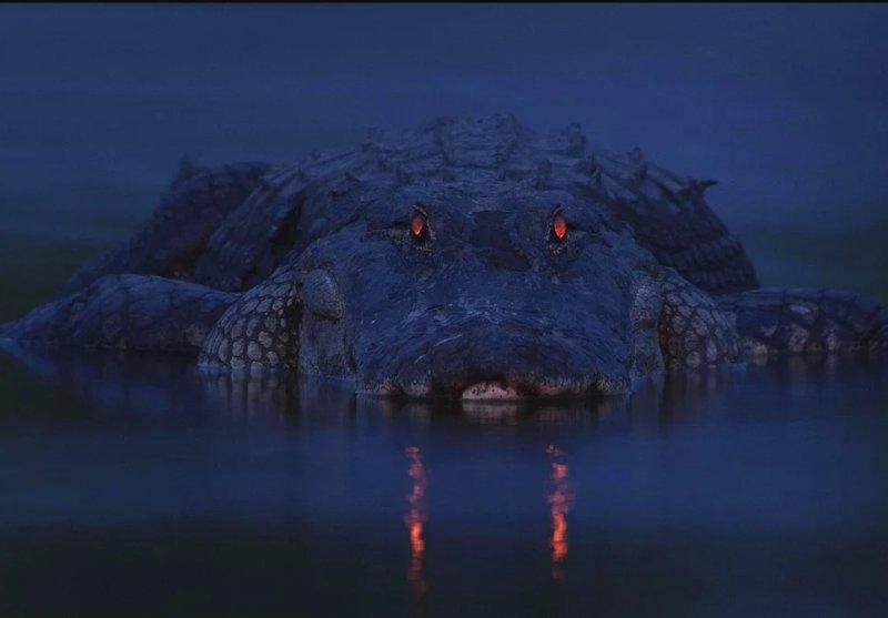 Vahşi yaşamdan muhteşem kareler 