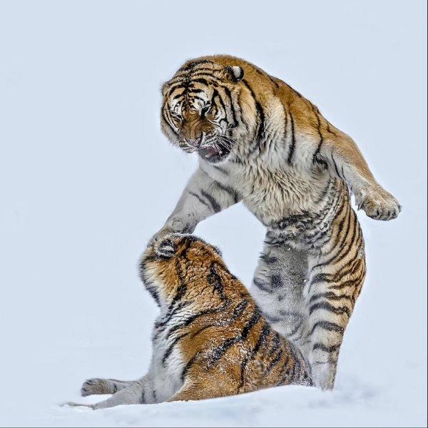 Vahşi yaşamdan muhteşem kareler 