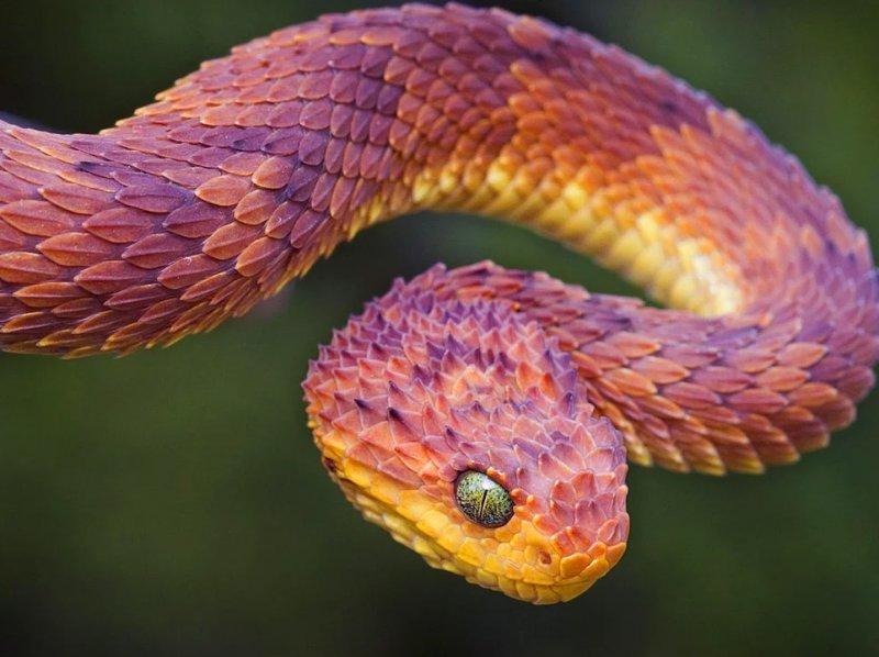 Vahşi yaşamdan muhteşem kareler 