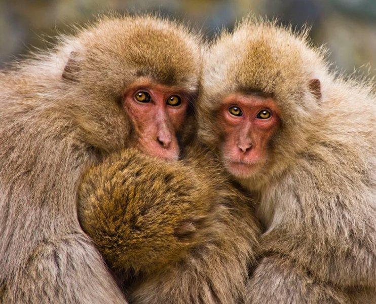 Vahşi yaşamdan muhteşem kareler 