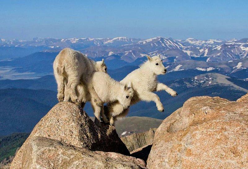 Vahşi yaşamdan muhteşem kareler 
