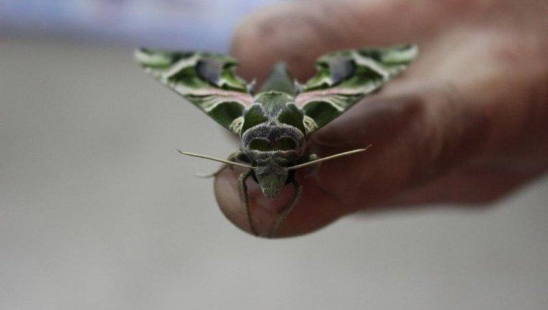 Mekik kelebeğinin muhteşem renkleri 