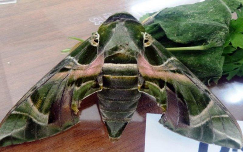 Mekik kelebeğinin muhteşem renkleri 