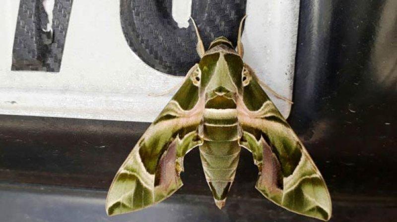 Mekik kelebeğinin muhteşem renkleri 