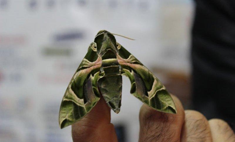 Mekik kelebeğinin muhteşem renkleri 