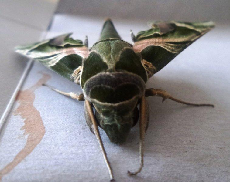 Mekik kelebeğinin muhteşem renkleri 