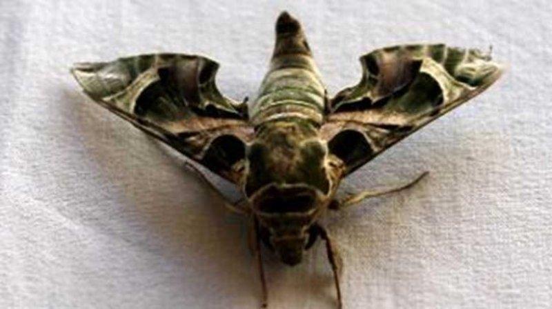 Mekik kelebeğinin muhteşem renkleri 