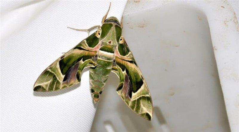 Mekik kelebeğinin muhteşem renkleri 