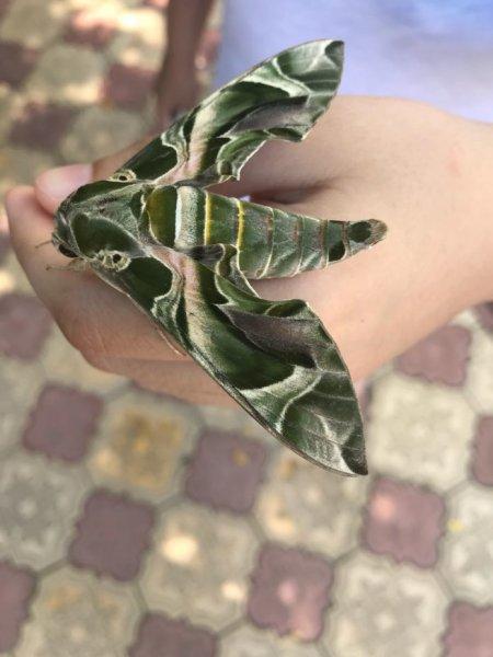 Mekik kelebeğinin muhteşem renkleri 