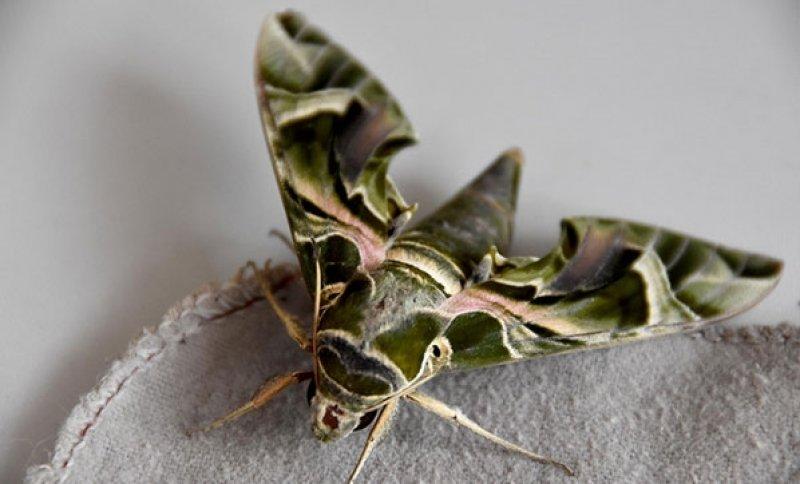 Mekik kelebeğinin muhteşem renkleri 