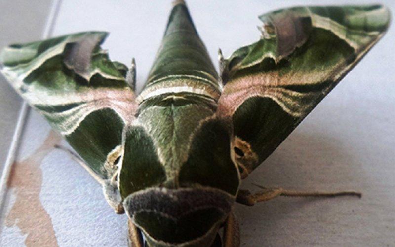 Mekik kelebeğinin muhteşem renkleri 