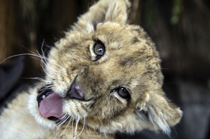 Türkiye'nin ilk aslan parkı