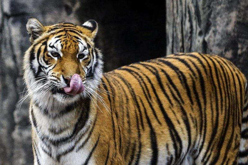 Türkiye'nin ilk aslan parkı