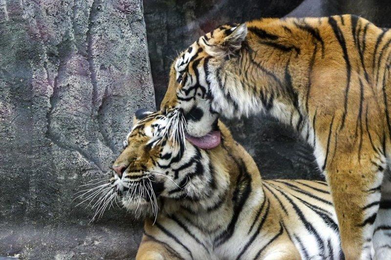 Türkiye'nin ilk aslan parkı