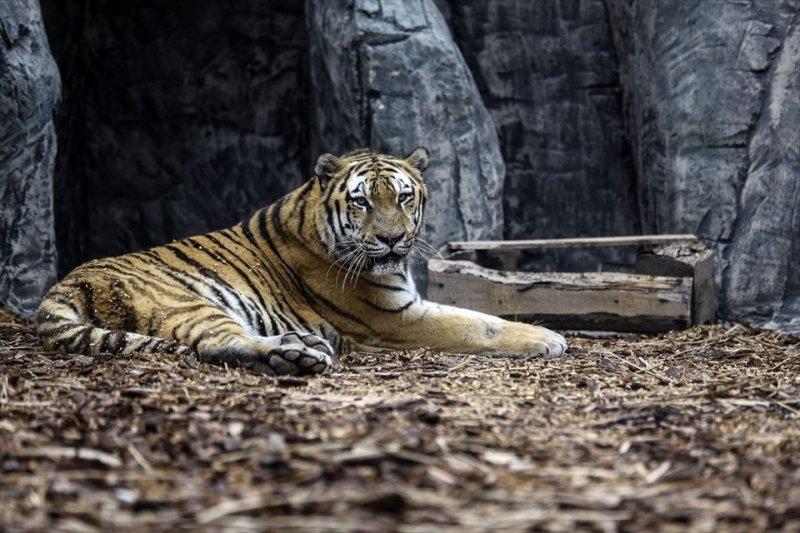 Türkiye'nin ilk aslan parkı