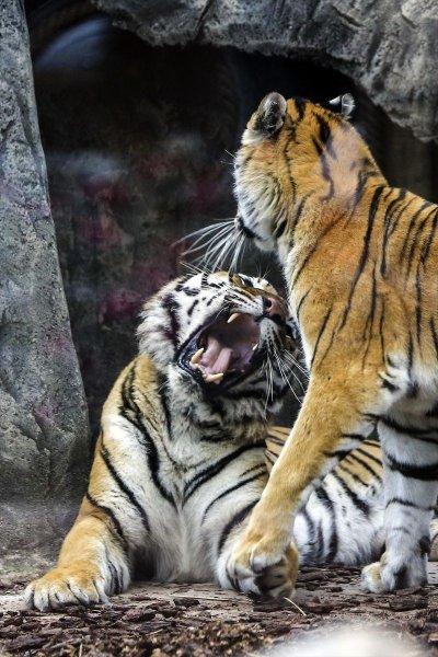 Türkiye'nin ilk aslan parkı