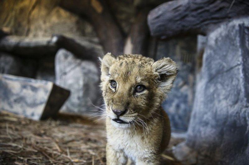 Türkiye'nin ilk aslan parkı