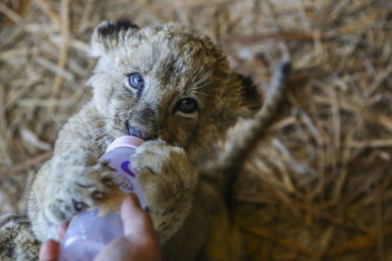 Türkiye'nin ilk aslan parkı