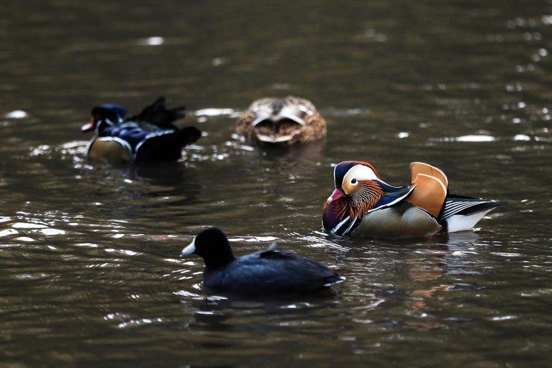 Central Park'ın davetsiz misafiri ilgi odağı oldu