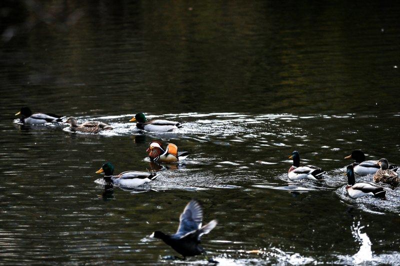 Central Park'ın davetsiz misafiri ilgi odağı oldu