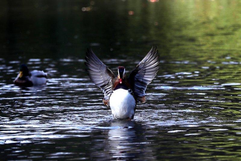 Central Park'ın davetsiz misafiri ilgi odağı oldu