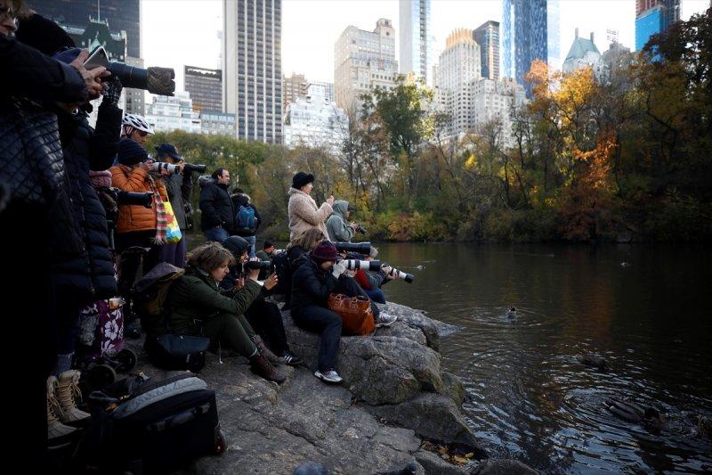 Central Park'ın davetsiz misafiri ilgi odağı oldu