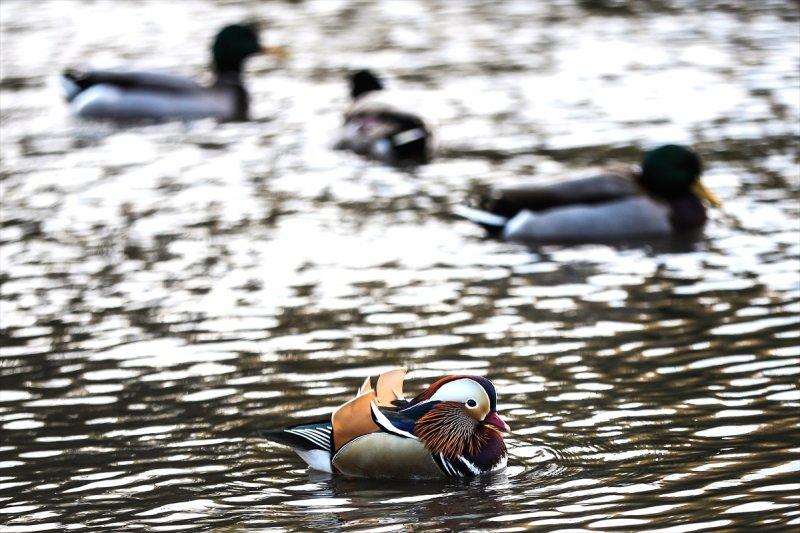 Central Park'ın davetsiz misafiri ilgi odağı oldu