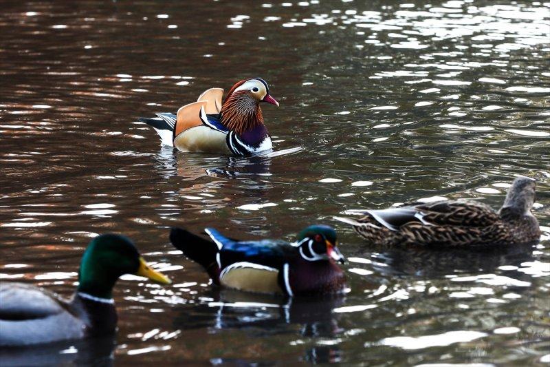 Central Park'ın davetsiz misafiri ilgi odağı oldu