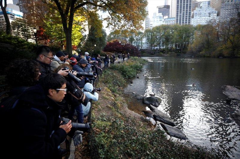 Central Park'ın davetsiz misafiri ilgi odağı oldu