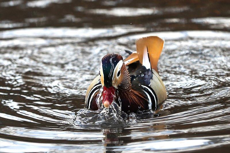 Central Park'ın davetsiz misafiri ilgi odağı oldu