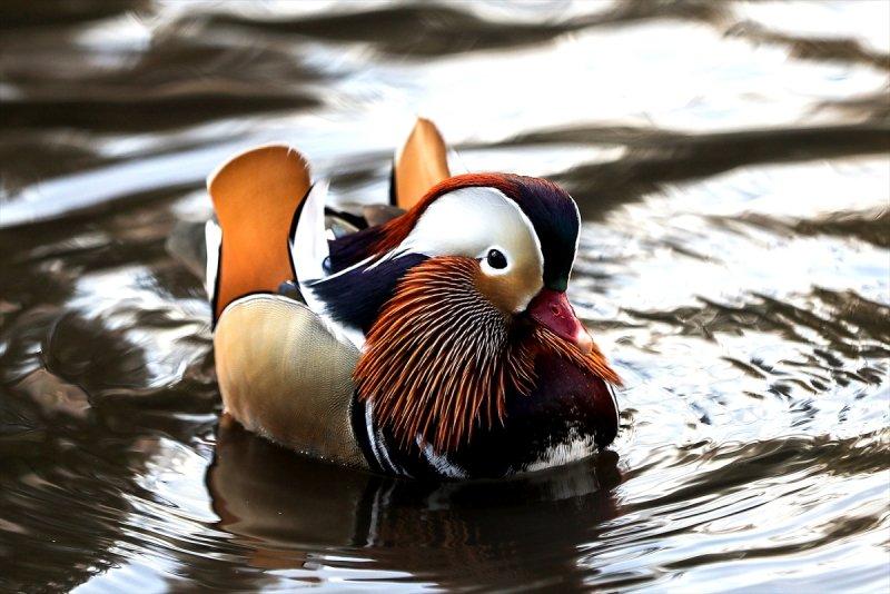 Central Park'ın davetsiz misafiri ilgi odağı oldu