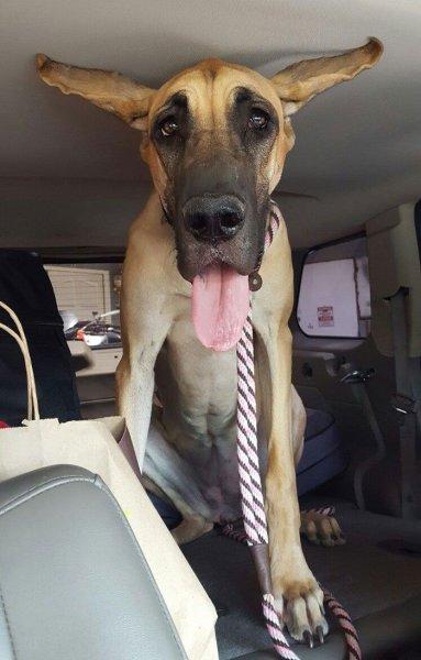 Cüsseleri kadar kalpleri de büyük köpekler 