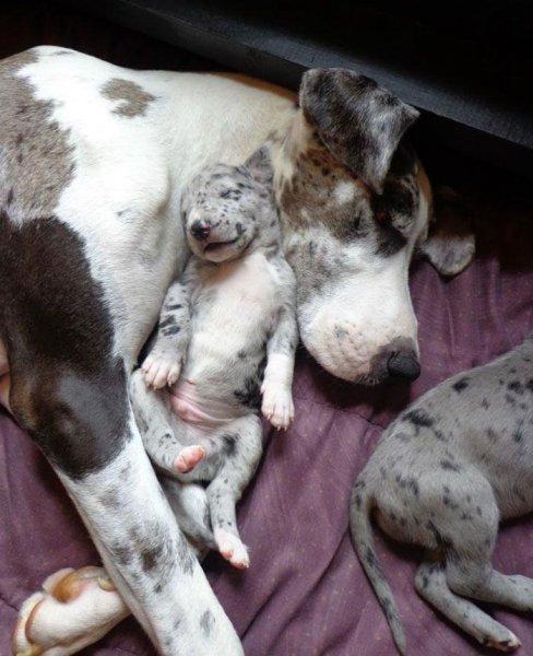 Cüsseleri kadar kalpleri de büyük köpekler 