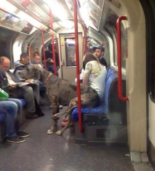 Cüsseleri kadar kalpleri de büyük köpekler 