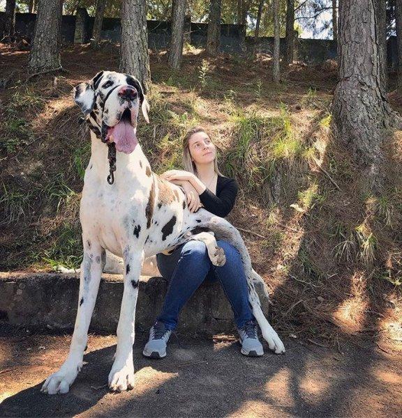 Cüsseleri kadar kalpleri de büyük köpekler 