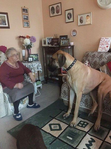 Cüsseleri kadar kalpleri de büyük köpekler 