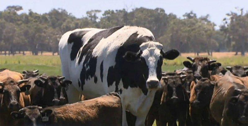 1400 kiloluk devasal öküz kesilmekten kurtuldu