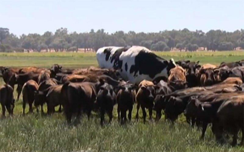 1400 kiloluk devasal öküz kesilmekten kurtuldu