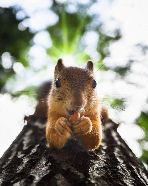 Finlandiyalı fotoğrafçıdan muhteşem vahşi yaşam fotoğrafları