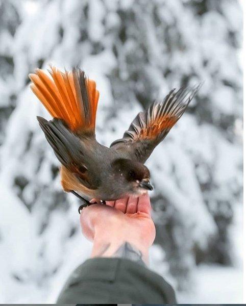 Finlandiyalı fotoğrafçıdan muhteşem vahşi yaşam fotoğrafları