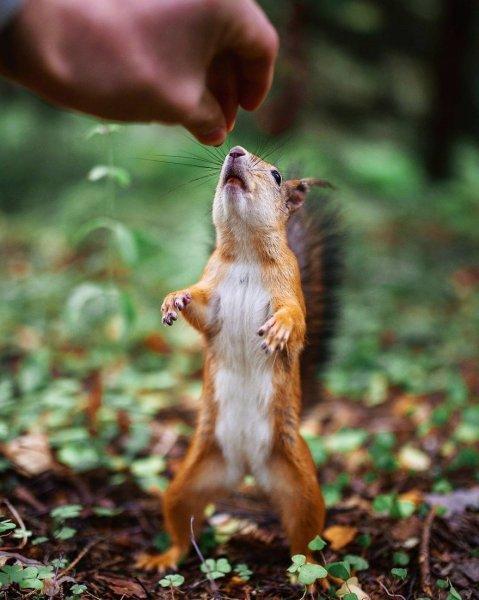 Finlandiyalı fotoğrafçıdan muhteşem vahşi yaşam fotoğrafları