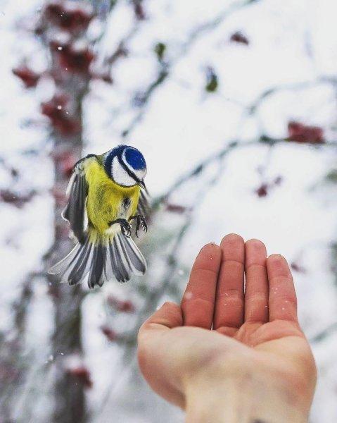 Finlandiyalı fotoğrafçıdan muhteşem vahşi yaşam fotoğrafları