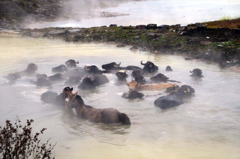 Bitlis Güroymak'ta doğa harikası kaplıca