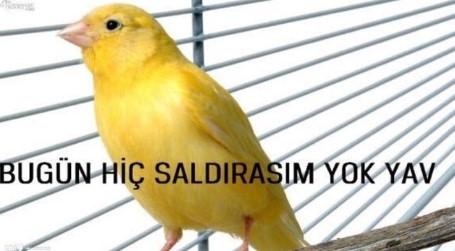 Antalyaspor-Fenerbahçe maçı capsleri